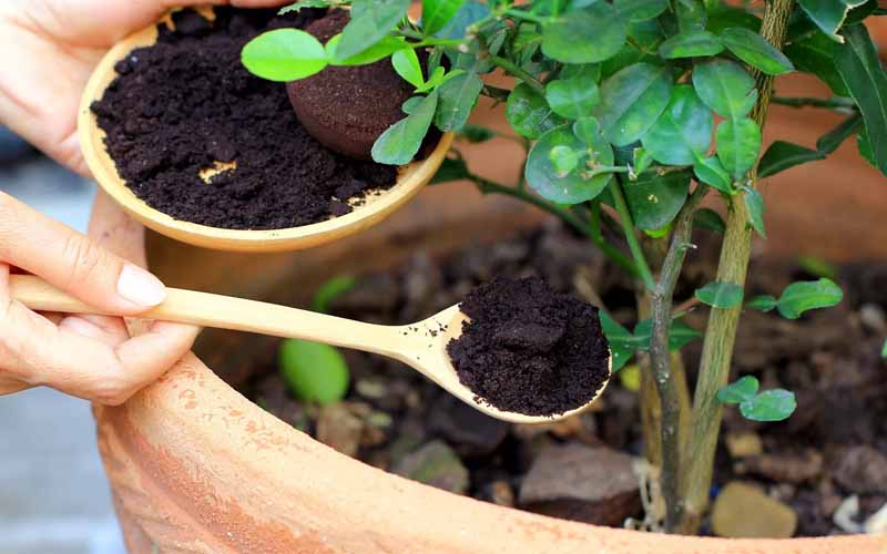 bon-thuc-cho-cay-trong