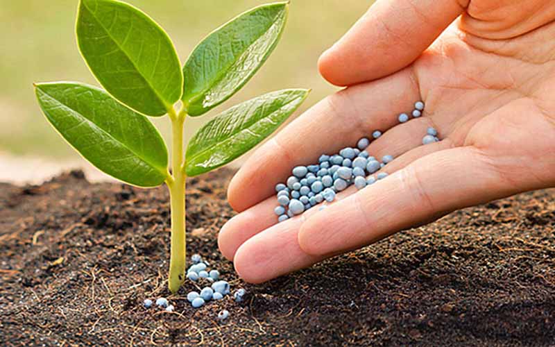 phan-lan-cung-cap-nguyen-to-nao-cho-cay-trong