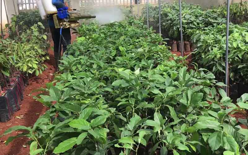 thoi-diem-bon-phan-kali