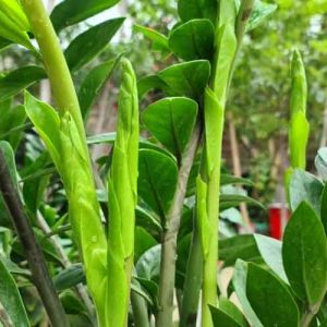 Top 4 loại phân bón cho cây kim tiền luôn khỏe, xanh tốt bon-phan-gi-cho-cay-kim-tien