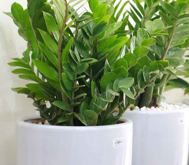 bon-phan-trun-que-cho-cay-kim-tien