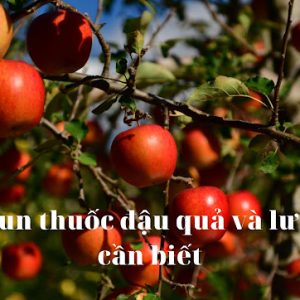 Phun thuốc đậu quả khi nào là hiệu quả cho cây trồng phun thuốc đậu quả khi nào