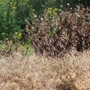 thuoc-diet-co-co-lam-chet-cay-trong