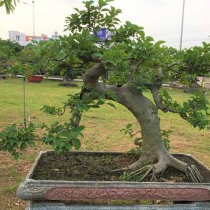 4 lý do cây sung không ra quả? 2 mẹo hay ép sung mau ra quả cay-sung-khong-ra-qua