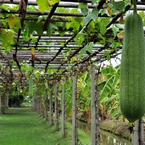 Thời vụ trồng mướp đắng, mướp hương ở miền Bắc là tháng mấy? ky-thuat-trong-muop-o-mien-bac