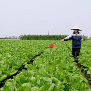 Lịch thời vụ gieo trồng rau miền Bắc vào tháng mấy, mùa nào? thoi-vu-trong-rau-o-mien-bac