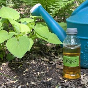 tuoi-nuoc-tieu-cay-se-bi-heo