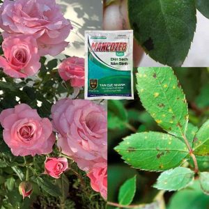 Cách pha Mancozeb xanh an toàn, tránh độc hại cho cây trồng cach-pha-mancozeb-xanh