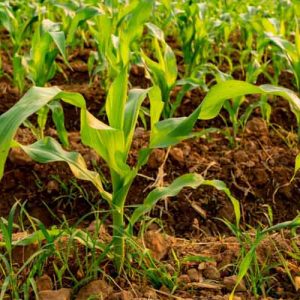 Thời vụ trồng ngô ngọt, ngô nếp ở miền Bắc vào tháng mấy? ky-thuat-trong-ngo-ngot-ngo-nep