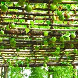 3 cách trồng và chăm sóc chanh dây, chanh leo cho người mới cach-cham-soc-chanh-day