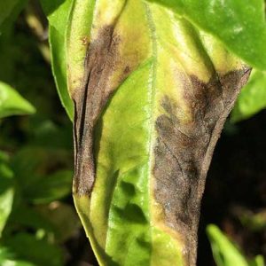 5 lý do cây rau húng quế bị vàng lá do nấm và cách khắc phục nguyen-nhan-hung-que-vang-la