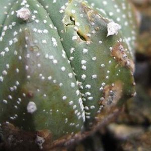 xuong-rong-bi-ghe-nam-trang