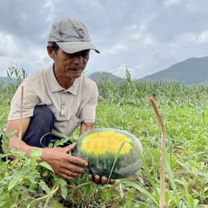 8 cách làm cho dưa hấu siêu đậu trái không cần phun thuốc cach-lam-cho-dua-hau-dau-trai