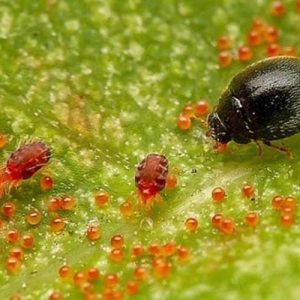 Top 5 thuốc đặc trị bọ trĩ và nhện đỏ cho mai vàng tốt nhất nhen-do-hai-mai-vang