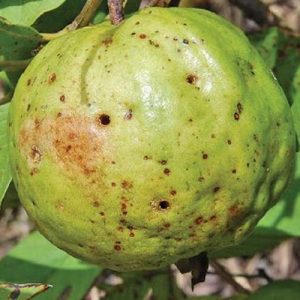 3 cách phòng trị sâu và ruồi đục quả gây dòi hại cây ổi phong-tri-sau-va-ruoi-duc-qua-hai-oi