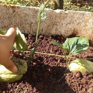 Cách trồng su su trên sân thượng bằng thùng xốp sai trĩu quả cach-trong-su-su-tren-san-thuong2