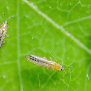 Bọ trĩ là gì? Đặc Điểm, 4 Cách Điều Trị Và Phòng Ngừa Bo-tri-la-gi2