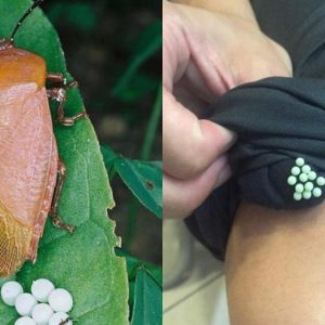 Trứng bọ xít có độc không? Lỡ dính quần áo phải làm sao? Trung-bo-xit-co-doc-khong2