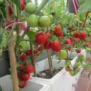 Cách trồng cà chua bi trong chậu, thùng xốp bằng hạt từ quả Cach-trong-ca-chua-bi-trong-chau