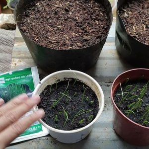 Cách trồng và chăm sóc hẹ bằng hạt trong chậu, thùng xốp cach-trong-he-bang-hat2