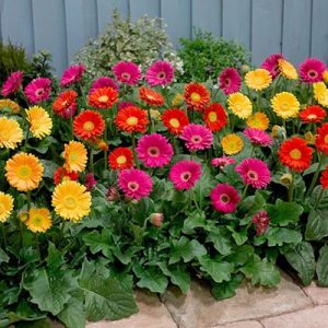 cach-trong-hoa-dong-tien-bang-hat1