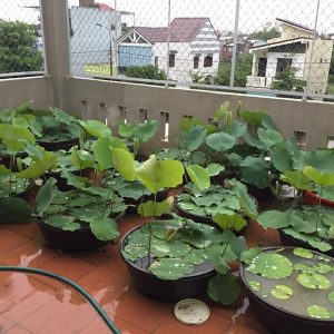 3 kỹ thuật trồng hoa sen trong chậu bằng hạt trong ao đầm ky-thuat-trong-hoa-sen-trong-chau